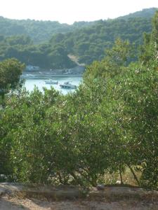 耶泽拉Miniature house for two的相册照片