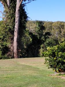 a tree in the middle of a grassy field at Jabiru Motel in Nambucca Heads