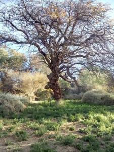 a tree in the middle of a field at La Casa Blanca in San Pedro de Atacama