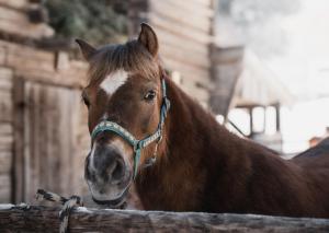 マイヤーホーフェンにあるBrugger ChaletDorfの木塀の横に立つ茶色の馬