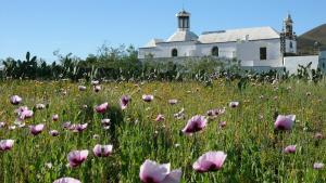 a field of pink flowers in front of a white building at Finca Lanzarosy in Guatiza +6 photos