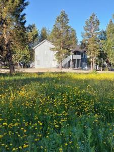 a field of yellow flowers in front of a house at Ylläs Kanerva 107 in Äkäslompolo