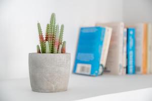 a potted plant sitting on a shelf with books at Isabela 2b-3 habitaciones con ático in Port de Pollensa