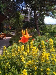 Zahrada ubytování Chalet Le Paradou Adults only