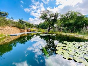 a pond with lily pads and a tree and clouds at Portugal Nature Lodge in São Luis