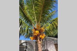a palm tree with a bunch of bananas on it at Villa canne à sucre in Saint-Louis