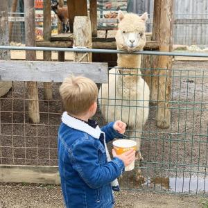 a young boy is feeding a sheep in a cage at Rooms Reaktiv in Zreče