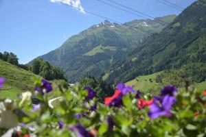 a field of flowers with mountains in the background at Löschenbrandhof in Mittersill +13 photos