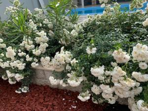 Giardino di Guest House Smile