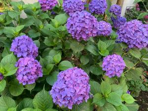 Giardino di Guest House Smile