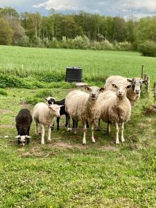 a group of sheep standing in a field with a dog at Yxnaholma Rum in Höör