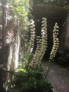 una planta con flores blancas en un jardín en Les Asphodèles, en Saint-Hippolyte-du-Fort
