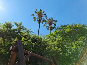 a view of palm trees from a playground at Peaches & Cream Bed & Breakfast in Ladysmith