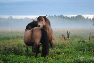 Fotografie z fotogalerie ubytování Stall Stråtjära v destinaci Stråtjära