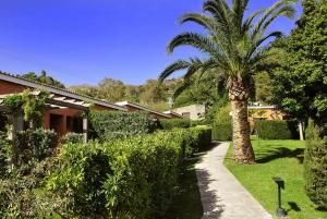 a palm tree in a yard with a sidewalk at Hotel Punta Sur in Tarifa