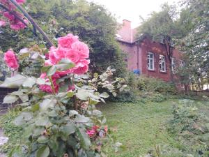krzak różowych róż przed domem w obiekcie Alte Schule am See w mieście Biskupiec