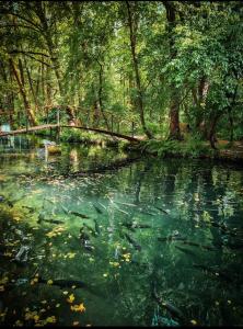 a bridge over a river with leaves in the water at Янтарная форель in Bushtyno