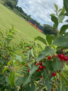 a bunch of red berries on a tree in a field at Miniature oast house in Ash