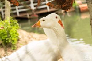 Altri animali domestici presso il campeggio o nei dintorni