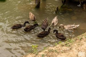 Altri animali domestici presso il campeggio o nei dintorni