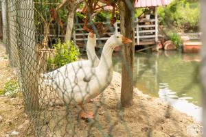 Altri animali domestici presso il campeggio o nei dintorni