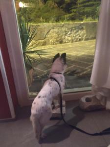 a dog on a leash looking out of a window at Hotel La Congiura dei Baroni in Teggiano