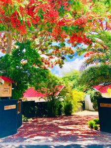 カップ・マルールーにあるThe Good Life Eco Lodges - Healthy Lifestyle and Non Smoking Resort - Adult onlyの歩道に赤い花を咲かせる木