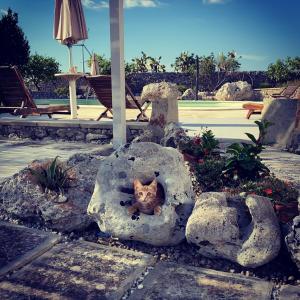 a cat sitting in a rock in a garden at Agriturismo Masseria Saittole in Carpignano Salentino