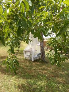 un banco bajo un árbol en un patio en La Mariola Apartments, en Santa Luce