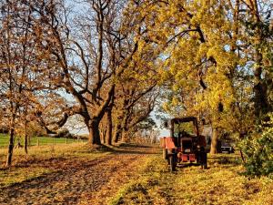 Schäferwagen auf dem Biogut-Saalkow外面的花园