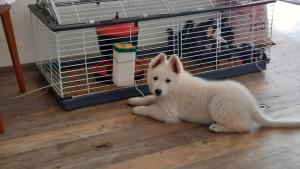 Animal o animals de companyia a Podkroví v Jihočeském Statku