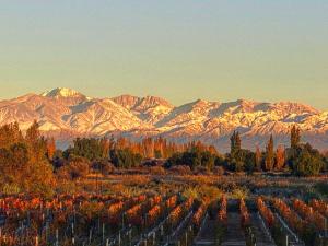 un viñedo con árboles otoñales y montañas de fondo en En Origen, en Guaymallén