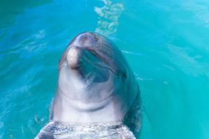 einem Delfin, der im Wasser schwimmt in der Unterkunft Marine Piazza Okinawa in Motobu