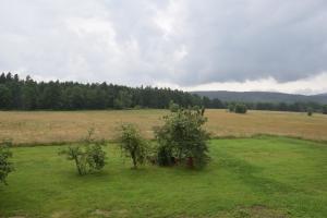 un champ ouvert avec des arbres au milieu d'un champ dans l'établissement Nowa Kamienica 11, à Stara Kamienica
