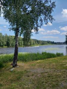 a tree next to a river with a boat in the water at Villa Puistola Vinttimajoitus in Hämeenlinna +14 photos
