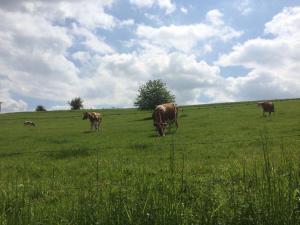 eine Gruppe von Kühen, die auf einem Feld weiden in der Unterkunft Ferienwohnung Michels in Orlenbach