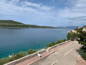 un cane seduto su un muro accanto a un corpo d'acqua di Villa M a Neum