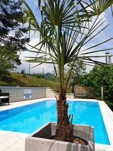 a palm tree in a planter next to a swimming pool at Planika Holiday Home in Bled
