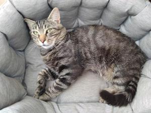 a cat laying on top of a couch at Séjour chaleureux chambre chez l habitant in Torpes