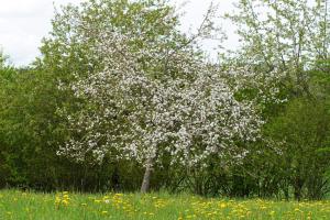 Zahrada ubytování Pferdeparadies Wallengrün
