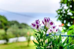 Táj Show holiday homes közelében