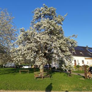 Gallery image of Am Hohestein in Briedeler Heck