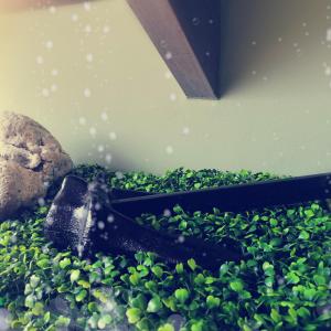 Vonkajšia záhrada v ubytovaní Argostoli loft