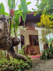 a sloth hanging from a tree in front of a house at Cabinas Tito in Cahuita