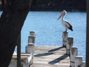 a bird sitting on a dock next to the water at Secret at Sussex Inlet Units in Sussex inlet