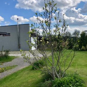 a tree in a yard next to a building at Holiday House Koceri in Ķekava