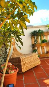 a rattan bench sitting on a patio with a tree at Atico en el corazón de Santa Cruz/ Cozy Penthouse in Santa Cruz de Tenerife