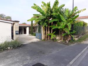 a bunch of banana trees next to a fence at Chez Jeanfi in Fronsac