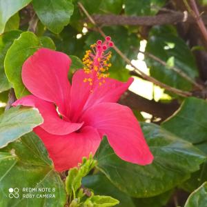 Zahrada ubytování Hibiscus Rosso