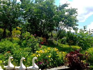 Giardino di Hotel Horizon Kazbegi